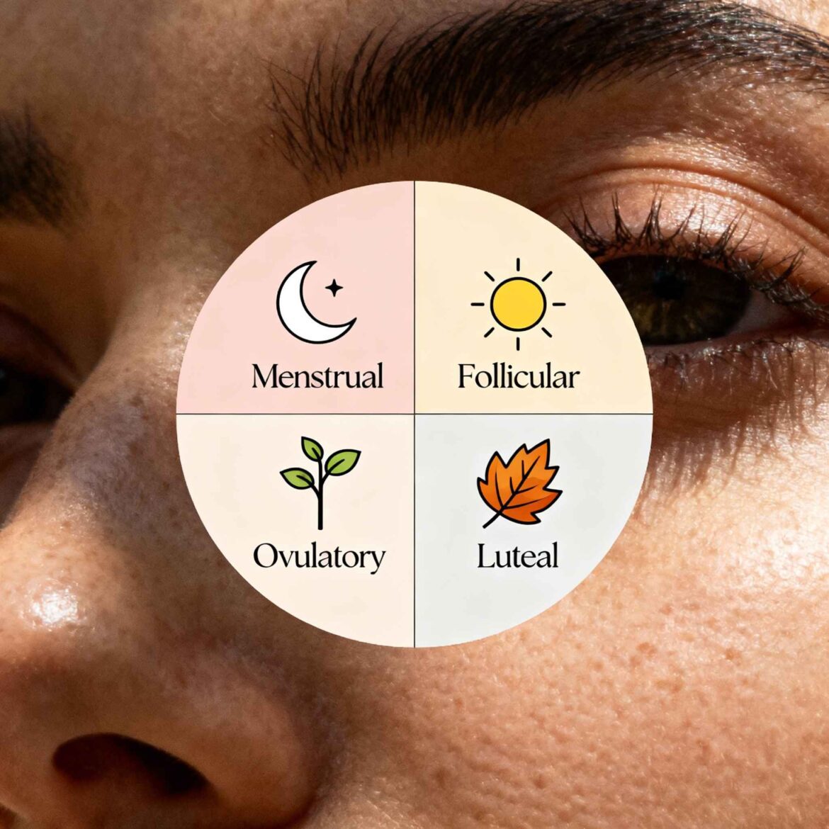 Menstrual Phases